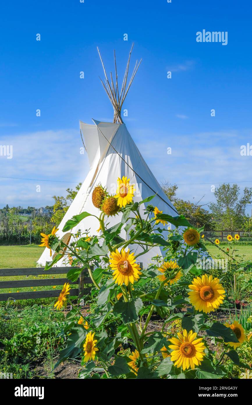 Sunflowers, Riverdale Community Tipi, Edmonton, Alberta, Kanada Stockfoto