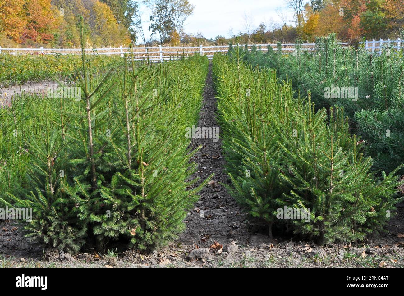 Baumschulen, in denen Waldbäume aus Saatgut angebaut werden Stockfoto