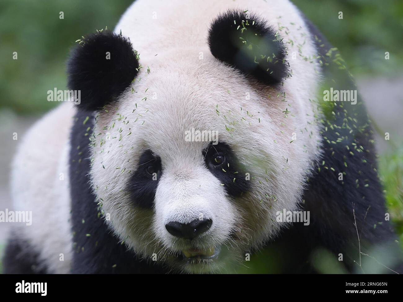 CHENGDU, 2016 – Giant Panda Sixue wird in der Hetaoping Wild Training Base, südwestchinesische Provinz Sichuan, 29. August 2016 gesehen. Sixue wird ihr Junges Yingxue auf der Suche nach Nahrung und Wasser Schulen und dabei während der ersten Phase des Wildtrainings Raubtiere meiden. Mit der zunehmenden Anzahl von Pandas, die in Gefangenschaft gezüchtet und gehalten werden, begann China 2006, Pandas in Gefangenschaft in die Wildnis zu schicken, um die genetische Vielfalt und Qualität der Arten zu verbessern. ) (wx) CHINA-CHENGDU-RIESE PANDA-RÜCKKEHR ZUM WILDTRAINING (CN) XuexYubin PUBLICATIONxNOTxINxCHN Chengdu 2016 Giant Panda IS Lakes in H Stockfoto