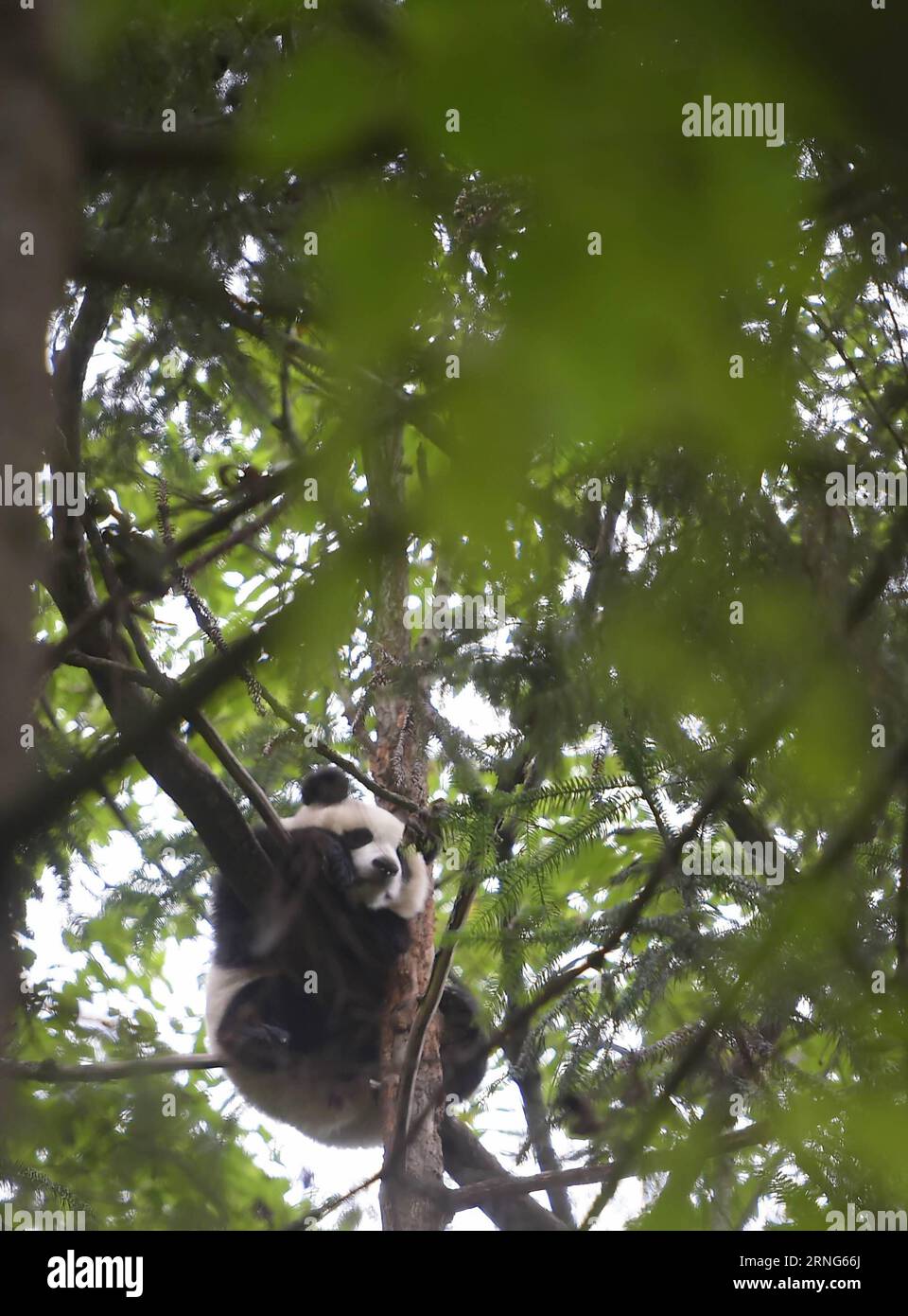 CHENGDU, 2016 -- das riesige Panda-Jungtier Yingxue lernt Kletterbäume in der Hetaoping Wild Training Base, südwestchinesische Provinz Sichuan, 29. August 2016. Die Riesenpanda Sixue wird ihr Junges Yingxue auf der Suche nach Nahrung und Wasser Schulen und dabei während der ersten Phase des Wildtrainings Raubtiere meiden. Mit der zunehmenden Anzahl von Pandas, die in Gefangenschaft gezüchtet und gehalten werden, begann China 2006, Pandas in Gefangenschaft in die Wildnis zu schicken, um die genetische Vielfalt und Qualität der Arten zu verbessern. ) (wx) CHINA-CHENGDU-RIESE PANDA-RÜCKKEHR ZUM WILDTRAINING (CN) XuexYubin PUBLICATIONxNOTxINxCHN Chengdu Stockfoto