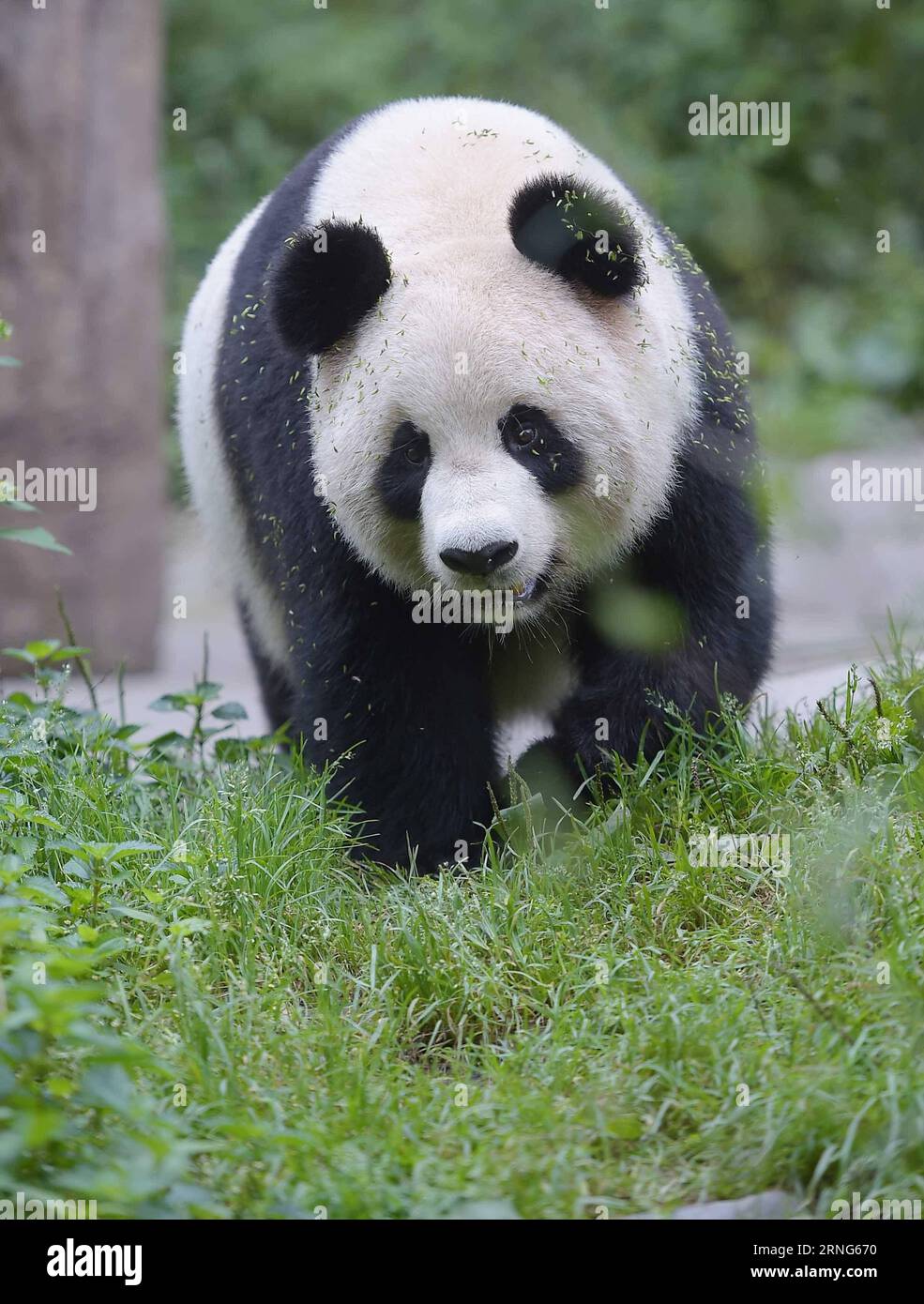 CHENGDU, 2016 – Giant Panda Sixue wird in der Hetaoping Wild Training Base, südwestchinesische Provinz Sichuan, 29. August 2016 gesehen. Sixue wird ihr Junges Yingxue auf der Suche nach Nahrung und Wasser Schulen und dabei während der ersten Phase des Wildtrainings Raubtiere meiden. Mit der zunehmenden Anzahl von Pandas, die in Gefangenschaft gezüchtet und gehalten werden, begann China 2006, Pandas in Gefangenschaft in die Wildnis zu schicken, um die genetische Vielfalt und Qualität der Arten zu verbessern. ) (wx) CHINA-CHENGDU-RIESE PANDA-RÜCKKEHR ZUM WILDTRAINING (CN) XuexYubin PUBLICATIONxNOTxINxCHN Chengdu 2016 Giant Panda IS Lakes in H Stockfoto