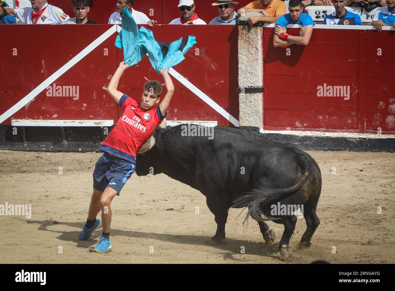 Madrid, Spanien. September 2023. Ein junger Mann weicht einem Stier während des Stierkampfes im Sand des Stierkampfes aus, nachdem der Lauf der Stiere durch die Straßen der Stadt vorbei war. An diesem Freitag, dem fünften Tag der Stiere der Stiere der Volksfeste von San Sebastián de los Reyes 2023, fand der fünfte Tag statt. 1.400 Teilnehmer nahmen Teil und die Stiere der Zalduendo-Ranch waren anwesend und jagten die Läufer über 820 Meter. (Foto: David Canales/SOPA Images/SIPA USA) Credit: SIPA USA/Alamy Live News Stockfoto