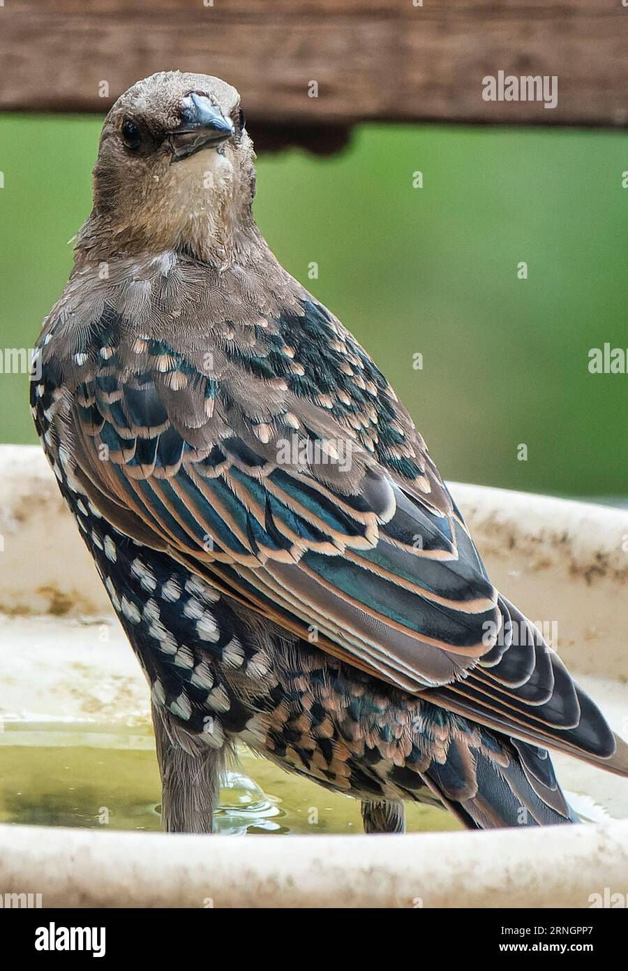 Ein Starling findet seinen Weg zum Deck Stockfoto