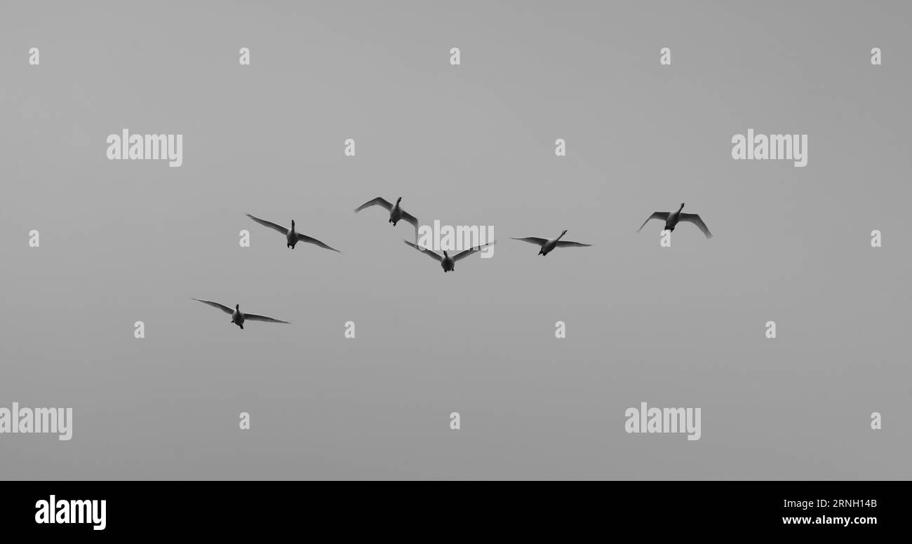 Cygnus cygnus Familie Anatidae Gattung Cygnus Junge fliegende Whooper Schwäne wilde Natur Vögel Fotografie, Bild, Tapete Stockfoto