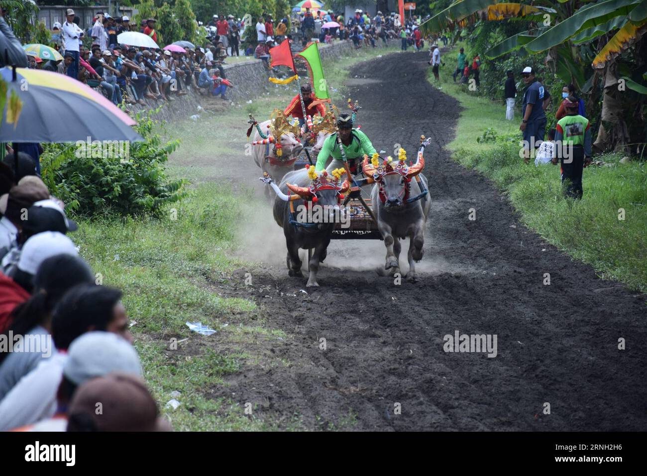 Jockeys sprengen Büffel während der Makepung-Büffelrennen in Jembrana in Bali, Indonesien, 23. Oktober 2016. Makepung ist eine Tradition für Landwirte, um eine Stoßernte auf Bali zu feiern. ) (Zxj) INDONESIEN-BALI-BUFFALO-RENNEN KadekxRaharja PUBLICATIONxNOTxINxCHN Jockeys Track Buffalos während der Makepung Buffalo-Rennen IN Jembrana in Bali Indonesien OKT 23 2016 Makepung IST eine Tradition für Landwirte, um eine Bumpers Harvest in Bali Indonesien Bali Buffalo Race PUBLICATIONxNOTxINxCHN zu feiern Stockfoto