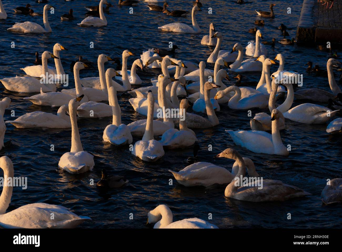 Cygnus cygnus Familie Anatidae Gattung Cygnus Whooper Schwäne wilde Natur Vögel Fotografie, Bild, Tapete Stockfoto