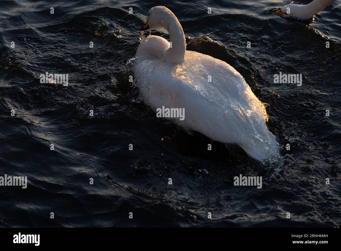 Cygnus cygnus Familie Anatidae Gattung Cygnus Junge Whooper Schwan wilde Natur Vogel Fotografie, Bild, Tapete Stockfoto