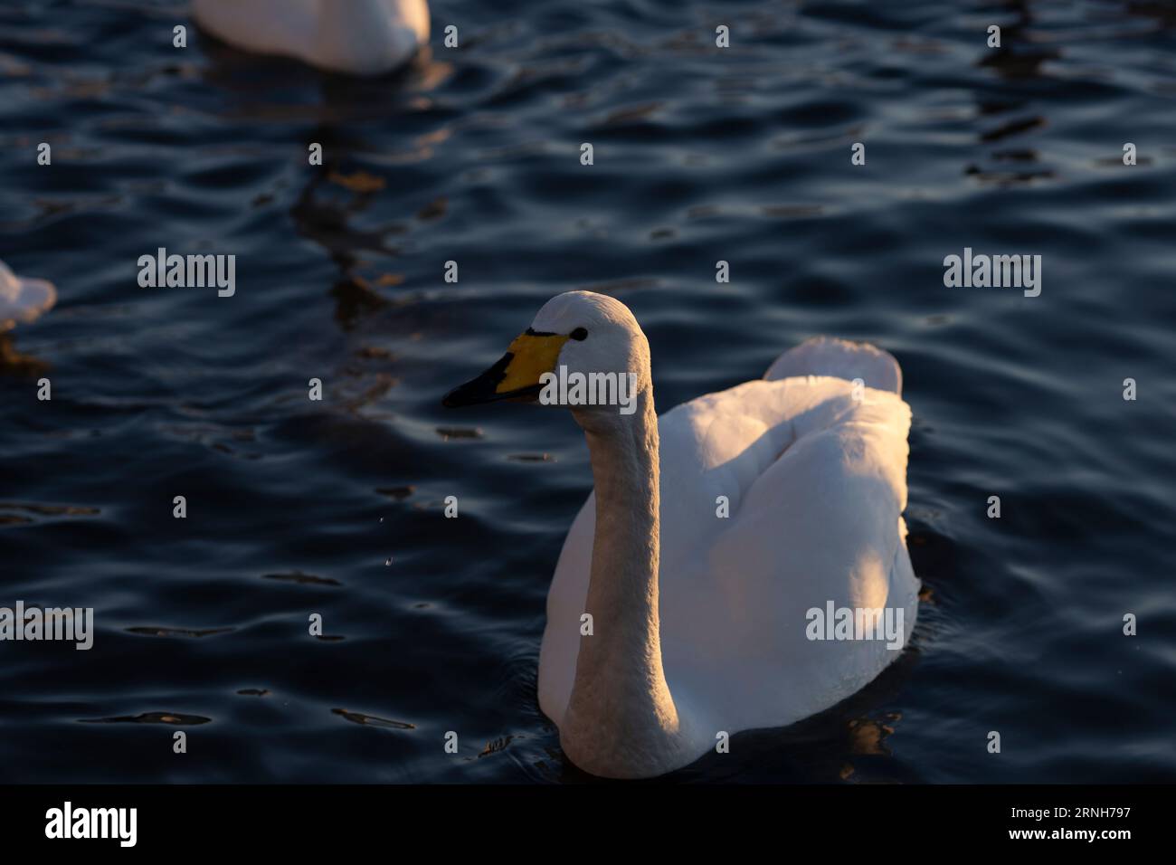 Cygnus cygnus Familie Anatidae Gattung Cygnus Junge Whooper Schwan wilde Natur Vogel Fotografie, Bild, Tapete Stockfoto