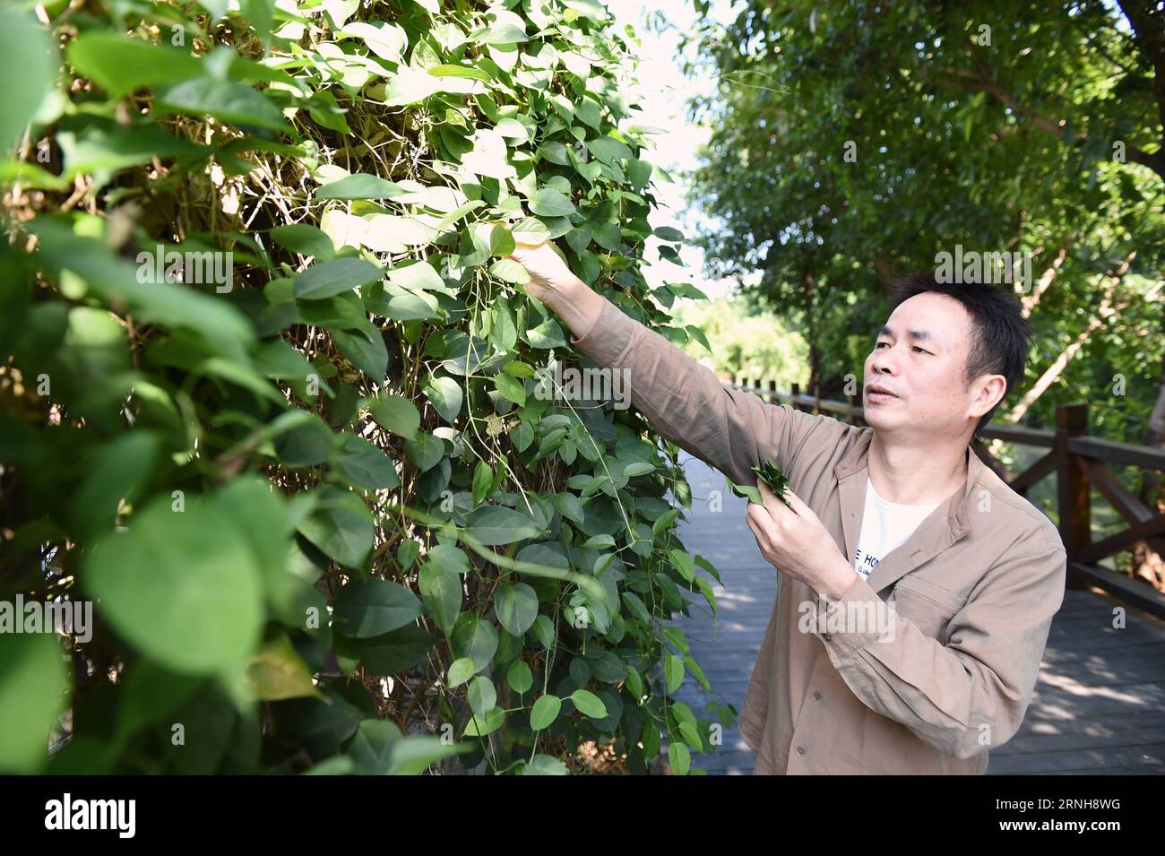 (161103) -- FUZHOU, 3. November 2016 -- Qiu Shaochun sammelt Blätter für die Blätterbläserei im Baimahe Park in Fuzhou, Hauptstadt der südöstlichen chinesischen Provinz Fujian, 2. November 2016. Qiu Shaochun legt ein frisches Blatt auf seine Lippen und sprengt eine Melodie nach der anderen und verzaubert das Publikum mit rhythmischer Vitalität und zartem Ausdruck. Leaves sei das älteste, einfachste und bequemste Musikinstrument, sagte Qiu, 51, der bekannteste Blasmusiker Chinas. Ich habe bisher in mehr als 30 Ländern gearbeitet. Qiu hatte als Kind Spaß daran, einen blinden Fischer das Blatt blasen zu hören, und er lernte das Te Stockfoto