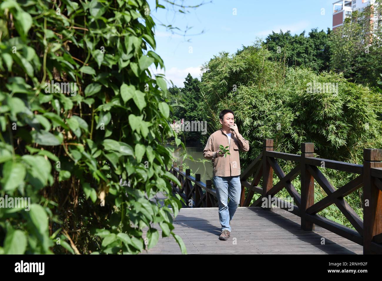 (161103) -- FUZHOU, 3. November 2016 -- Qiu Shaochun übt Blattbläserei im Baimahe Park in Fuzhou, Hauptstadt der südöstlichen chinesischen Provinz Fujian, 2. November 2016. Qiu Shaochun legt ein frisches Blatt auf seine Lippen und sprengt eine Melodie nach der anderen und verzaubert das Publikum mit rhythmischer Vitalität und zartem Ausdruck. Leaves sei das älteste, einfachste und bequemste Musikinstrument, sagte Qiu, 51, der bekannteste Blasmusiker Chinas. Ich habe bisher in mehr als 30 Ländern gearbeitet. Qiu als Kind genoss es, einen blinden Fischer das Blatt blasen zu hören, und er lernte die Technik fr Stockfoto