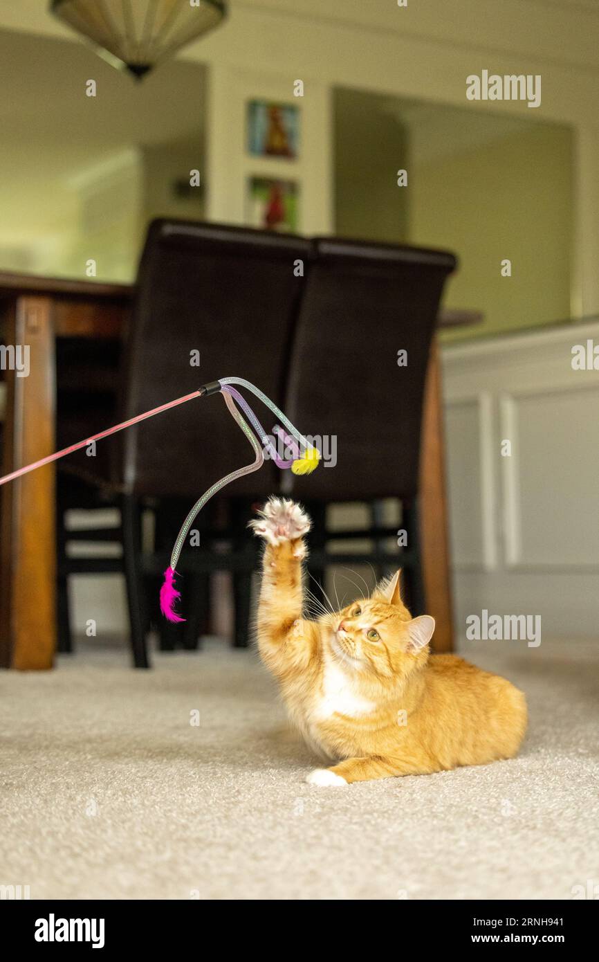 Eine langhaarige, orange Tabby-Katze spielt mit einem Streichelspielzeug Stockfoto