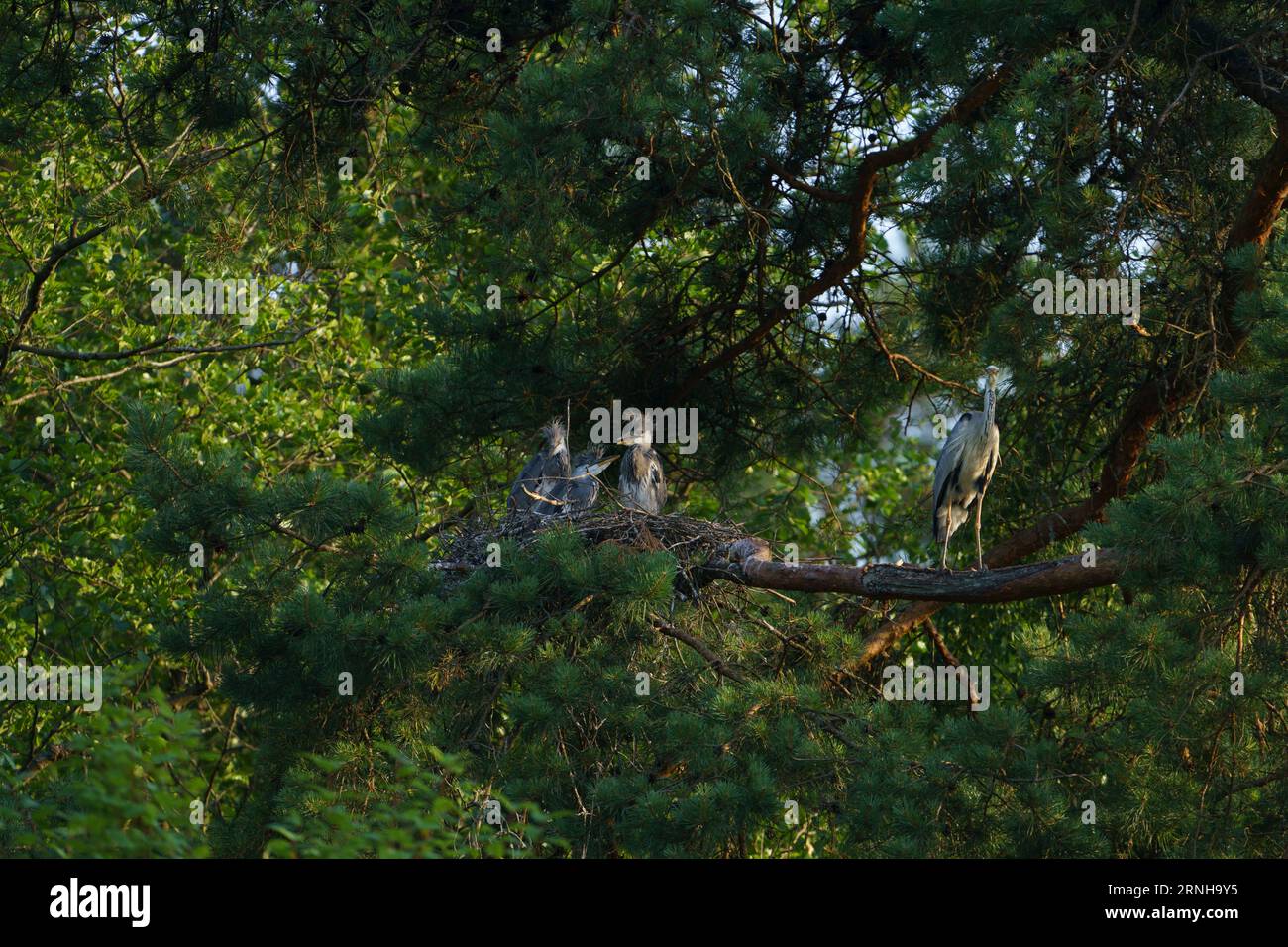 Ardea cinerea Familie Ardeidae Gattung Ardea graue Reihenküken im Nest Stockfoto