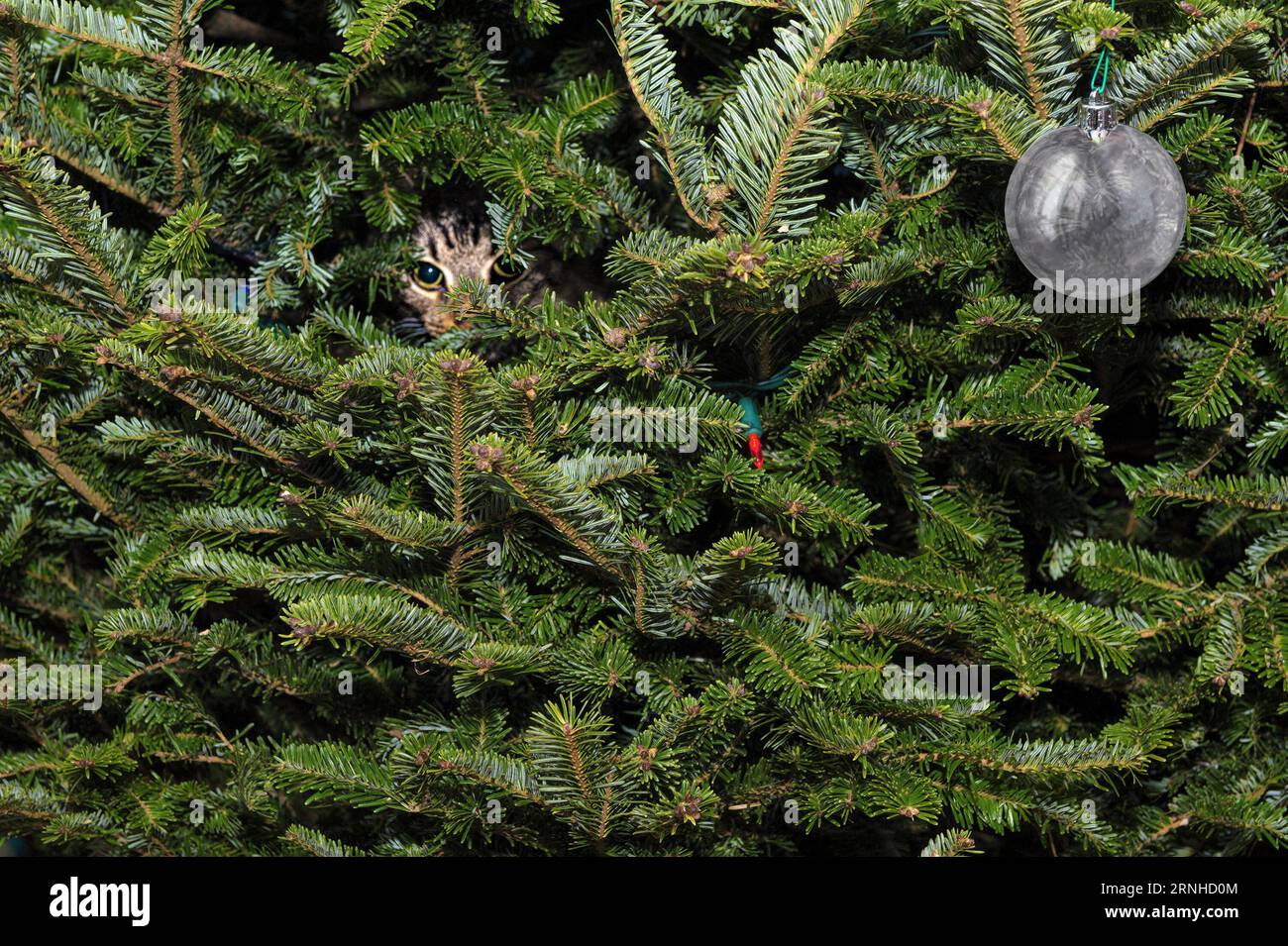 Ein süßes Kätzchen, das durch Äste eines lebenden Weihnachtsbaums schaut. Grüner Urlaubshintergrund mit den Augen einer entzückenden Katze und Fichte. Stockfoto