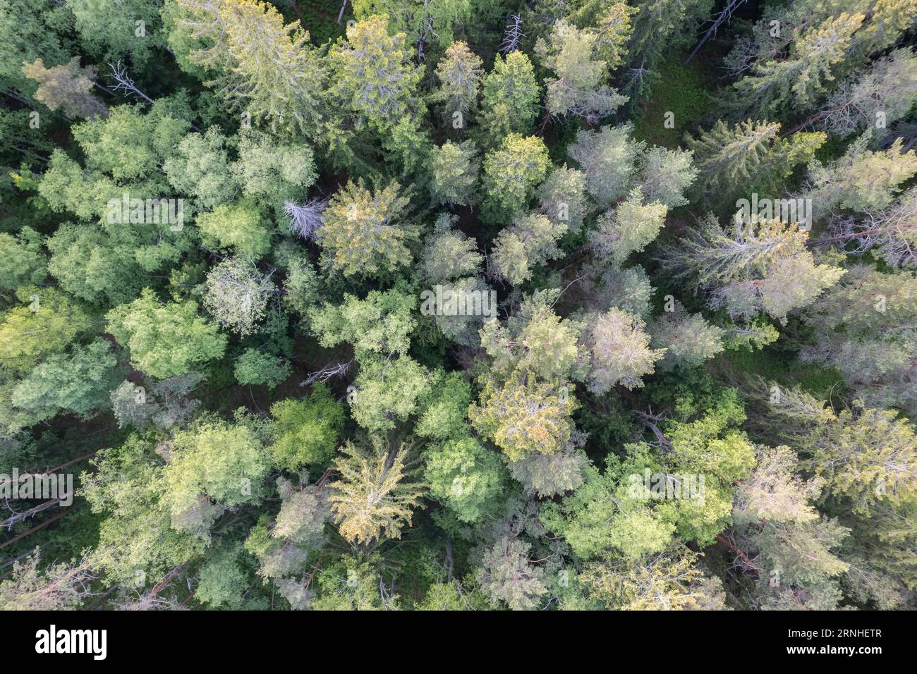 Ein Luftbild eines immergrünen nordischen Waldes in Finnland Stockfoto