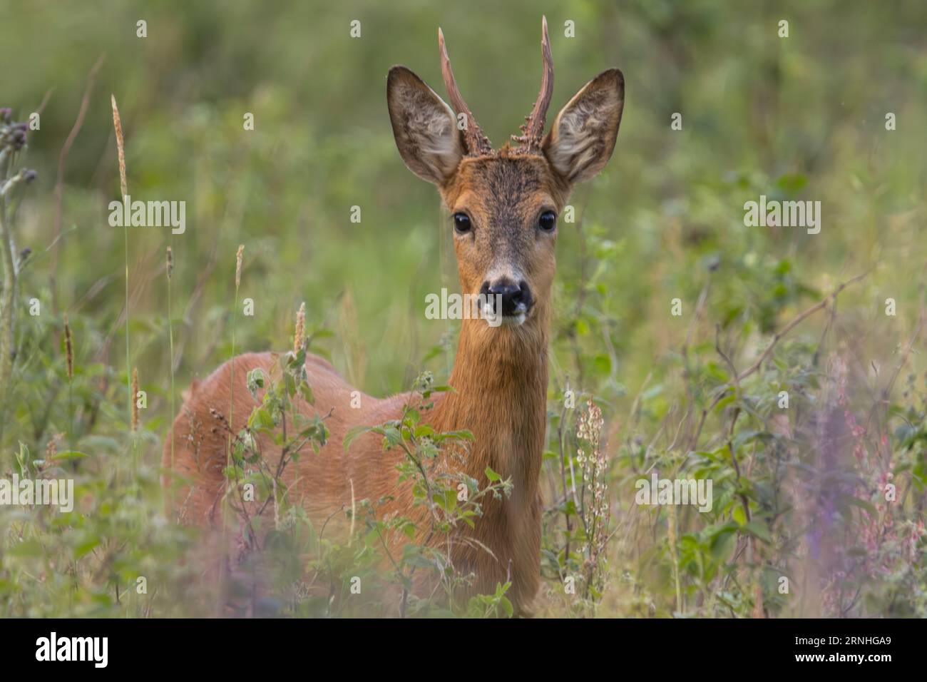 Ein Hirsch mit kleinen Geweihen in Finnland Stockfoto