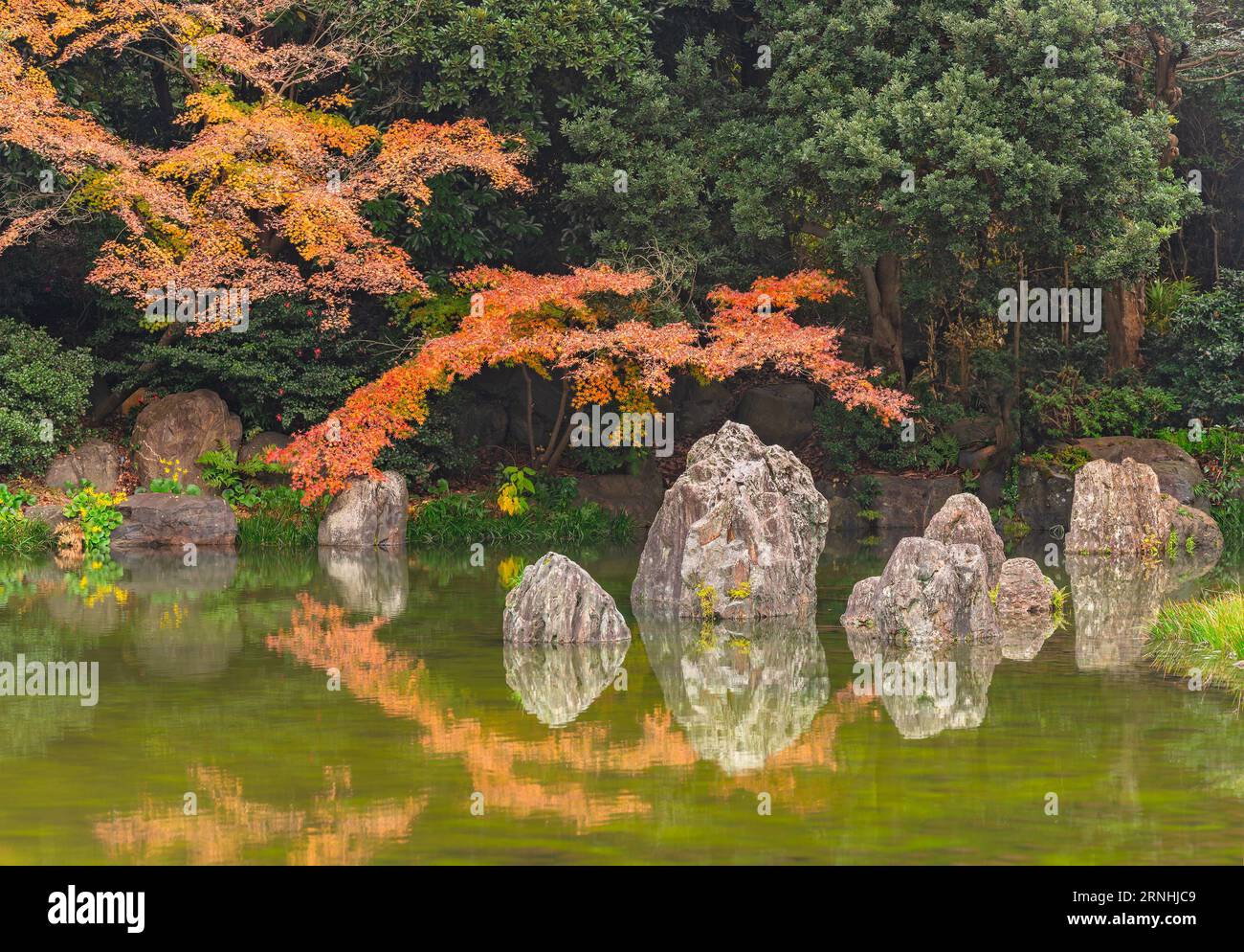japan, osaka - 4. dezember 2022: Landschaft aus herbstlichen roten Momiji-Ahornbäumen, die sich im Teich Miyama no Izumi spiegeln, was bedeutet, dass der Frühling aus den Bergen fließt Stockfoto