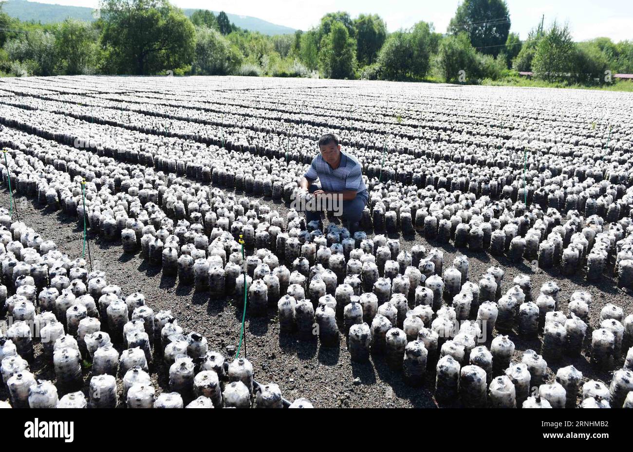 (161128) -- HARBIN, 28. November 2016 -- Foto aufgenommen am 4. August 2016 zeigt eine schwarze Pilzplantage in den größeren Schargangebirgen, nordöstlich der Provinz Heilongjiang in China. Die chinesischen Forstbehörden schließen den kommerziellen Holzeinschlag in zwei großen Wäldern im Nordosten des Landes ab, um 2014 zur Wiederherstellung des Ökosystems beizutragen. Der Umzug beendete mehr als ein halbes Jahrhundert Holzeinschlag in den Großen und Kleinen Scharganbergen. Alternative ökologische Unternehmen haben sich nach zweijährigem Holzeinschlagverbot in der Region etabliert. ) (WX) CHINA-HEILONGJIANG-HOLZFÄLLERVERBOT-ALTERNATIVE ECOLO Stockfoto