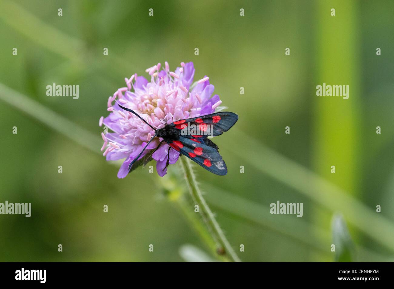 Gefleckter burnet-Schmetterling in Estland Stockfoto