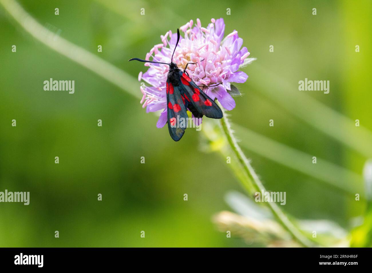 Gefleckter burnet-Schmetterling in Estland Stockfoto