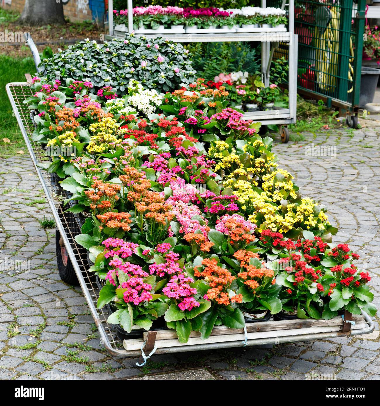 Transportwagen eines Friedhofsgartenzentrums mit vielen bunten Pflanzen Stockfoto