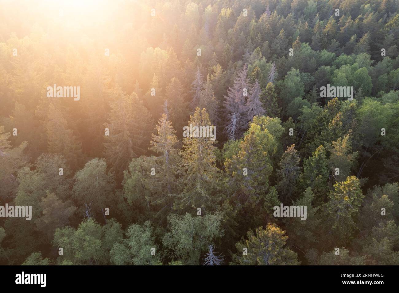 Ein Luftbild eines immergrünen nordischen Waldes in Finnland Stockfoto