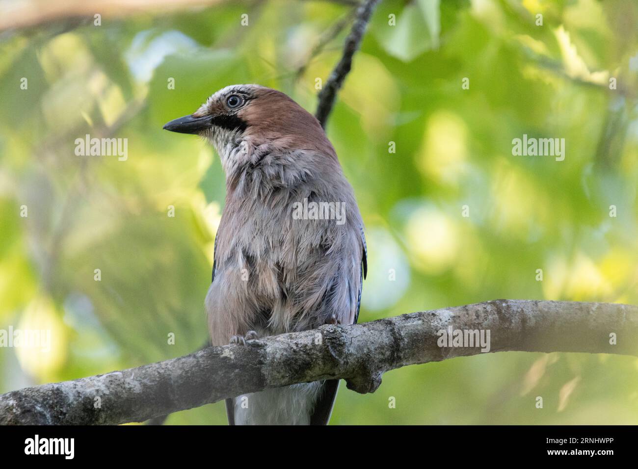 Eichelhäher Stockfoto