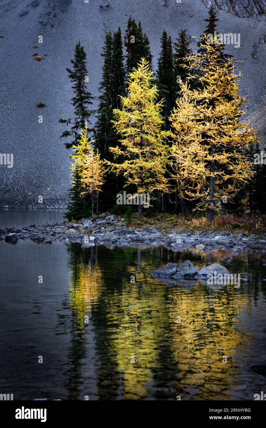 Mountain Larch-Bäume spiegeln sich auf einem See in Herbstfarben entlang der Canadian Rocky Mountains am Chester Lake Alberta. Stockfoto