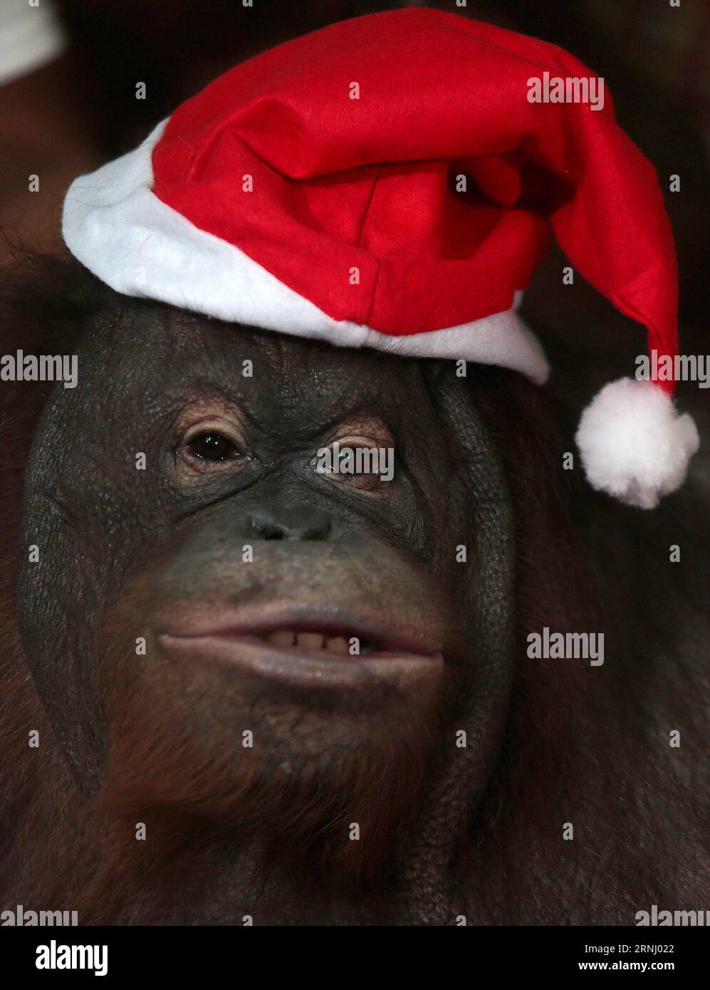 Weihnachtsfeier im Zoo von Malabon, Philippinen (161221) -- MALABON(DIE PHILIPPINEN), 21. Dezember 2016 -- ein Orangutan namens Pacquiao trägt einen Weihnachtsmannhut während der Animal Christmas Party im Malabon Zoo in Malabon City, Philippinen, 21. Dezember 2016. Der Malabon Zoo feierte die Animal Christmas Party, indem er verwaiste Kinder mit kostenlosen Geschenken behandelte und eine Tour durch den Zoo machte. ) (Sxk) PHILIPPINEN-MALABON STADT-ZOO TIER-WEIHNACHTSFEIER RouellexUmali PUBLICATIONxNOTxINxCHN Weihnachtsfeier im Zoo von Malabon Philippinen Malabon der Philippinen DEC 21 2016 bis Orangutan namens Pacquiao trägt eine Sa Stockfoto