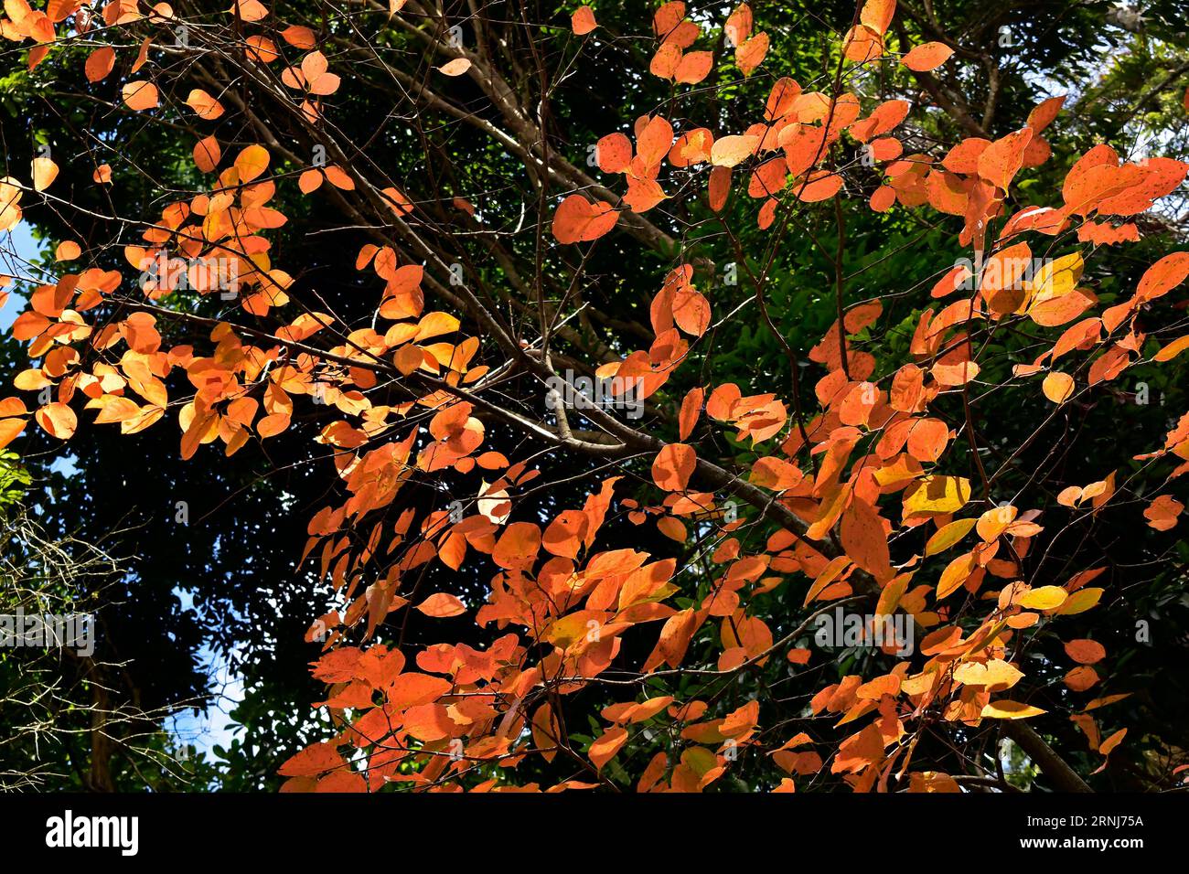Herbstliche Blätter auf tropischen Wäldern in Petropolis, Rio de Janeiro, Brasilien Stockfoto