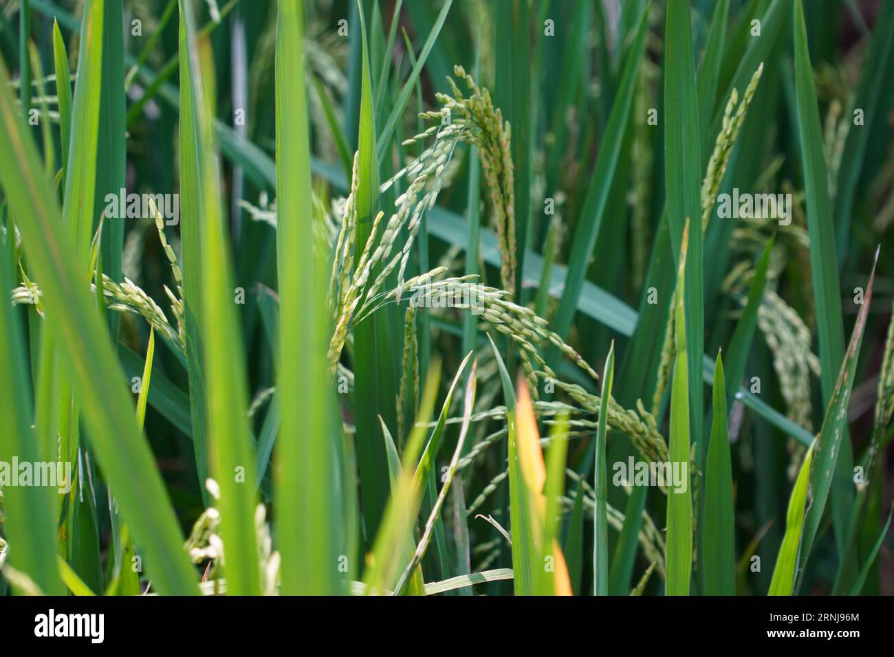 Reispflanzen auf Reisfeldern. Nahaufnahme von wunderschönen Reispflanzen in einem wunderschönen Reisfeld im ökologischen Landbau. Stockfoto