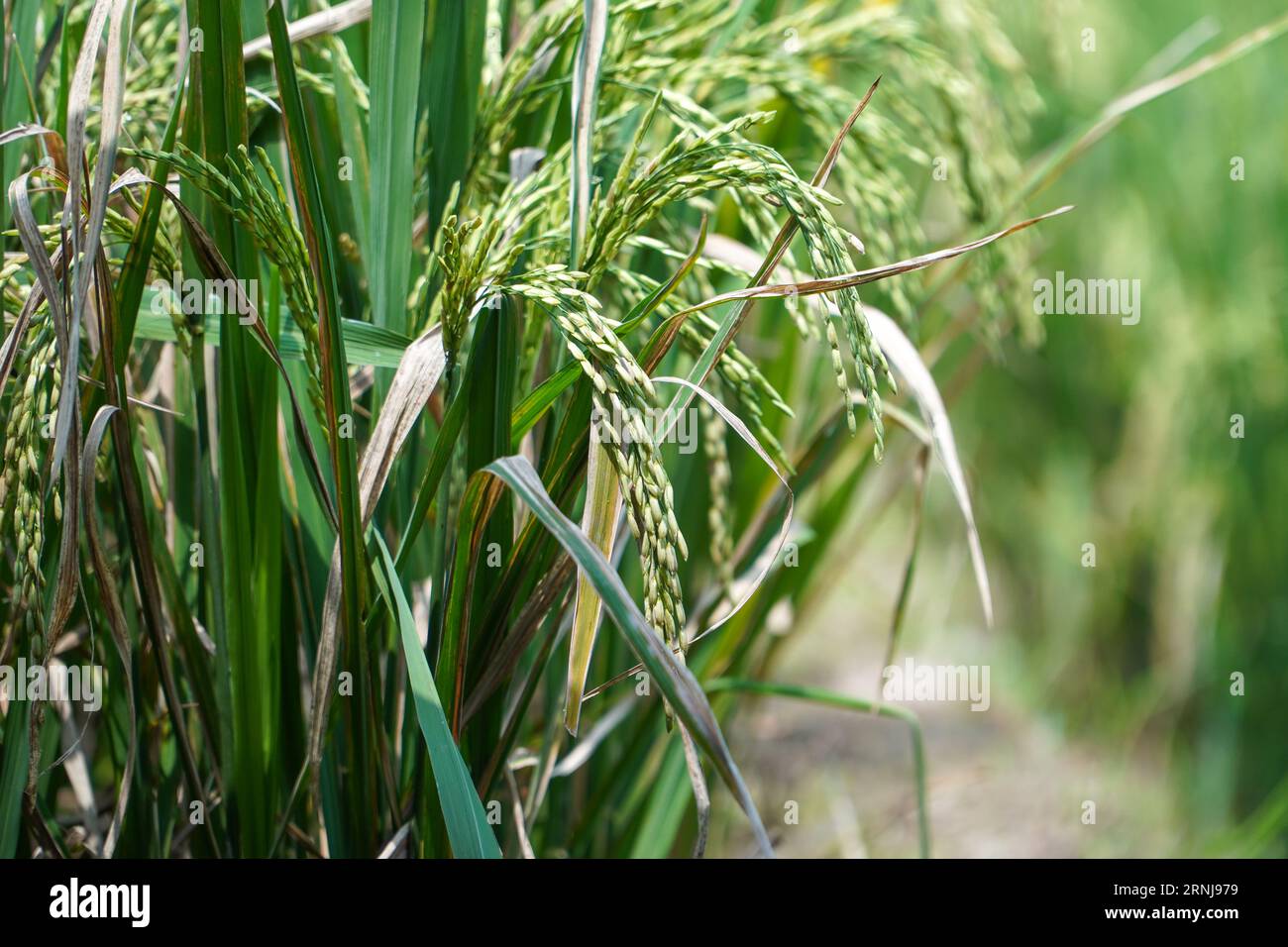 Reispflanzen auf Reisfeldern. Nahaufnahme von wunderschönen Reispflanzen in einem wunderschönen Reisfeld im ökologischen Landbau. Stockfoto