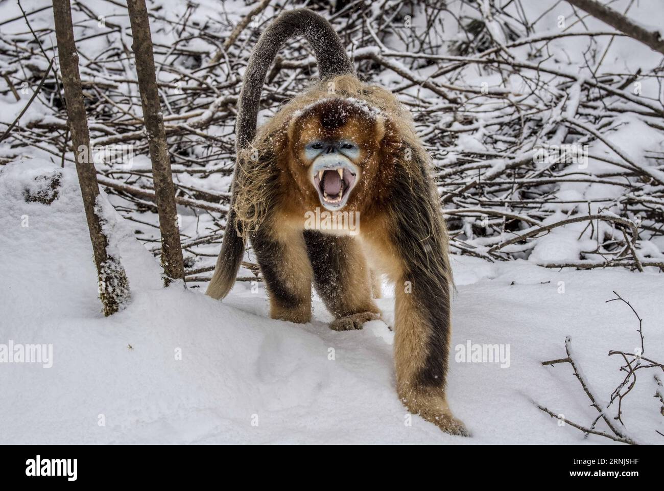 (170110) -- SHENNONGJIA, 10. Januar 2017 -- Ein goldener Affe kriecht im Wald des Dalongtan Golden Monkey Research Center in Shennongjia, Provinz Hubei, 10. Januar 2017. Jahrelange Schutzarbeit hat die Zahl der Goldenen Affen in Shennongjia seit den 1980er Jahren verdoppelt. (zhs) CHINA-HUBEI-GOLDEN MONKEY (CN) DuxHuaju PUBLICATIONxNOTxINxCHN Shennongjia Jan 10 2017 ein Goldener Affe kriecht im Wald im Dalongtan Golden Monkey Research Center in Shennongjia Zentralchina Provinz S Hubei Jan 10 2017 Jahre Schutzarbeit hat die Anzahl der Goldenen Affen in Shennongjia Sin verdoppelt Stockfoto