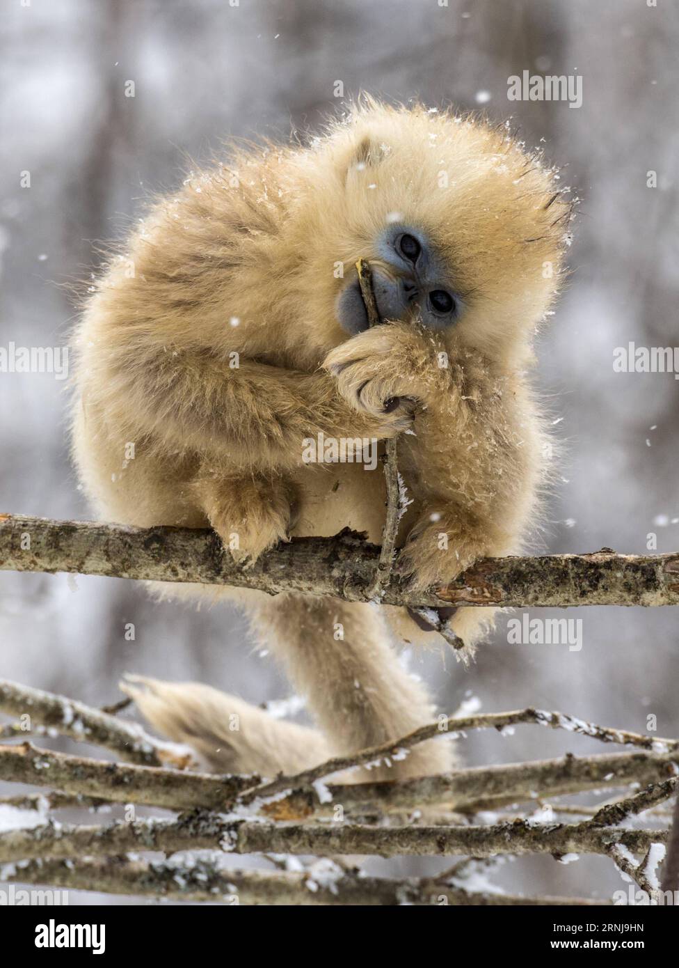 (170110) -- SHENNONGJIA, 10. Januar 2017 -- Ein goldener Affe spielt im Wald des Dalongtan Golden Monkey Research Center in Shennongjia, Provinz Hubei in Zentralchina, 10. Januar 2017. Jahrelange Schutzarbeit hat die Zahl der Goldenen Affen in Shennongjia seit den 1980er Jahren verdoppelt. (zhs) CHINA-HUBEI-GOLDEN MONKEY (CN) DuxHuaju PUBLICATIONxNOTxINxCHN Shennongjia Jan 10 2017 ein Goldener Affe SPIELT IM Wald im Dalongtan Golden Monkey Research Center in Shennongjia Zentralchina Provinz S Hubei 10 2017 Jahre Schutzarbeit hat die Anzahl der Goldenen Affen in Shennongjia seitdem verdoppelt Stockfoto