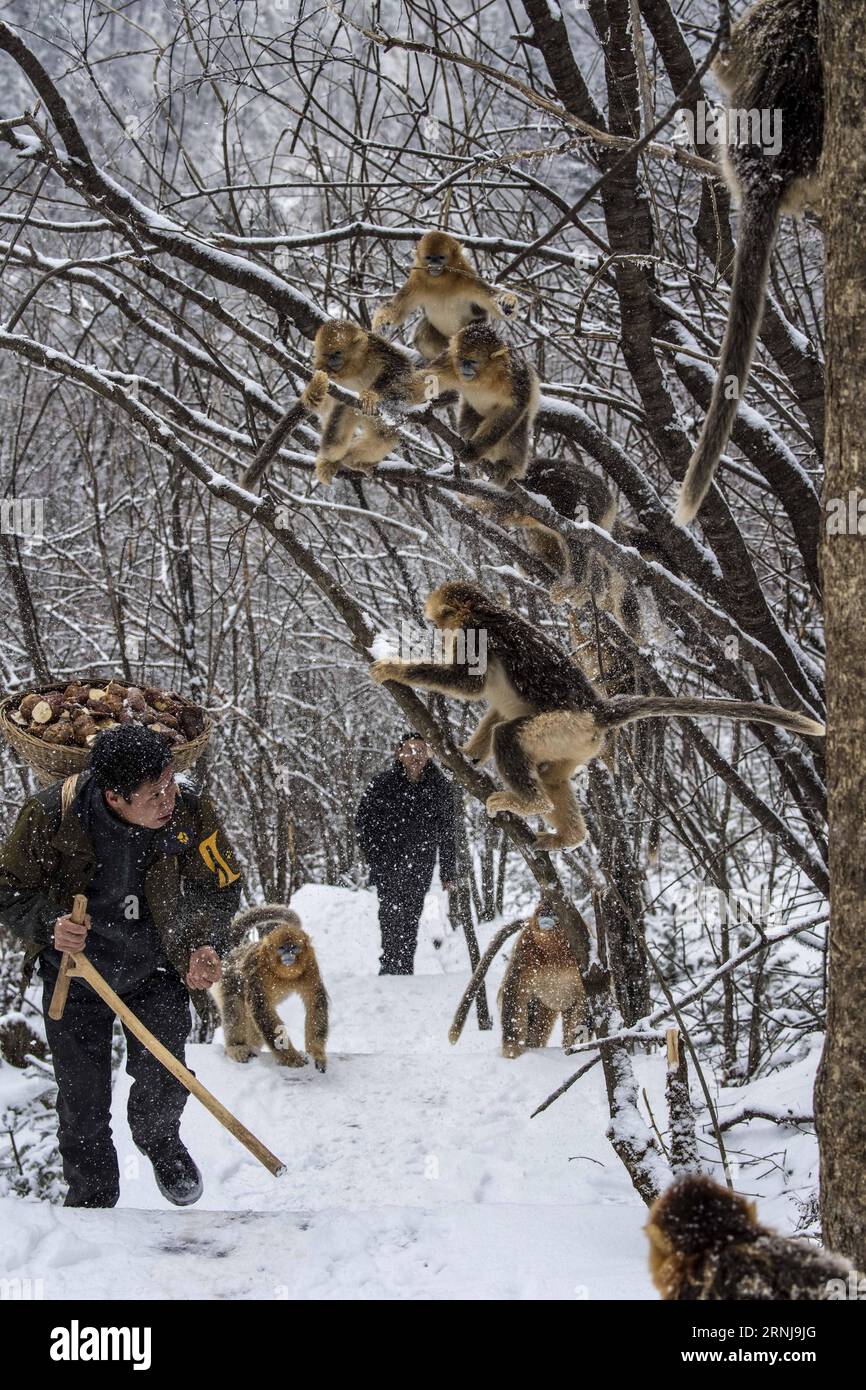 (170110) -- SHENNONGJIA, 10. Januar 2017 -- Ein Mitarbeiter trägt das Futter für Goldene Affen im Winter im Dalongtan Golden Monkey Research Center in Shennongjia, Provinz Hubei in Zentralchina, 10. Januar 2017. Jahrelange Schutzarbeit hat die Zahl der Goldenen Affen in Shennongjia seit den 1980er Jahren verdoppelt. (zhs) CHINA-HUBEI-GOLDENER AFFE (CN) DuxHuaju PUBLICATIONxNOTxINxCHN Shennongjia Jan 10 2017 ein Mitarbeiter trägt das Essen für Goldene Affen im Winter im Dalongtan Goldener Affe Forschungszentrum in Shennongjia Zentralchina Provinz S Hubei Jan 10 2017 Jahre Schutzarbeit hat Zweifel Stockfoto