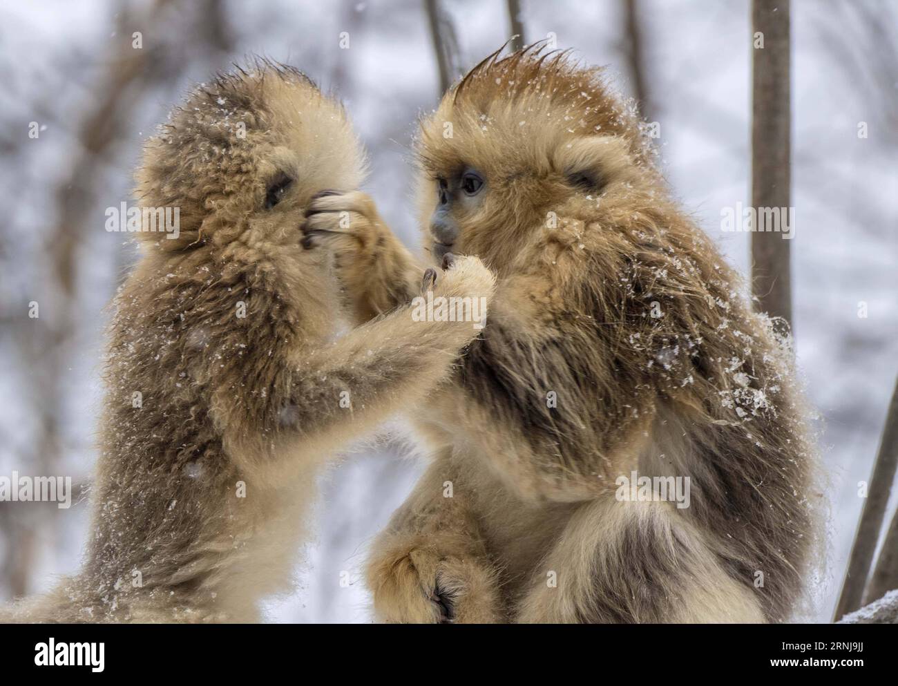 (170110) -- SHENNONGJIA, 10. Januar 2017 -- Goldene Affen spielen im Wald im Dalongtan Golden Monkey Research Center in Shennongjia, Provinz Hubei, 10. Januar 2017. Jahrelange Schutzarbeit hat die Zahl der Goldenen Affen in Shennongjia seit den 1980er Jahren verdoppelt. (zhs) CHINA-HUBEI-GOLDEN MONKEY (CN) DuxHuaju PUBLICATIONxNOTxINxCHN Shennongjia Jan 10 2017 Goldene Affen Spielen IM Wald im Dalongtan Goldene Affen Forschungszentrum in Shennongjia Zentralchina Provinz S Hubei 10. Januar 2017 Jahre Schutzarbeit hat die Anzahl der Goldenen Affen in Shennongjia seit dem verdoppelt Stockfoto