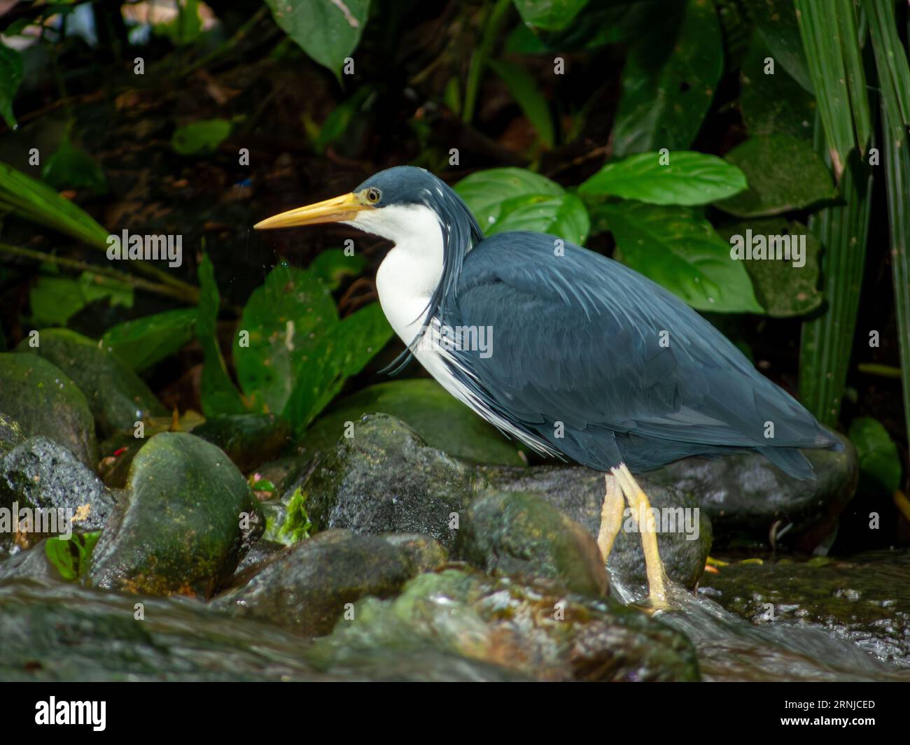 Graureiher, Weissgesichtiger Reiher, Egretta novaehollandiae, mit nuptialer Fahne, am Regenwaldbach, Captive, Kuranda, Australien. Stockfoto