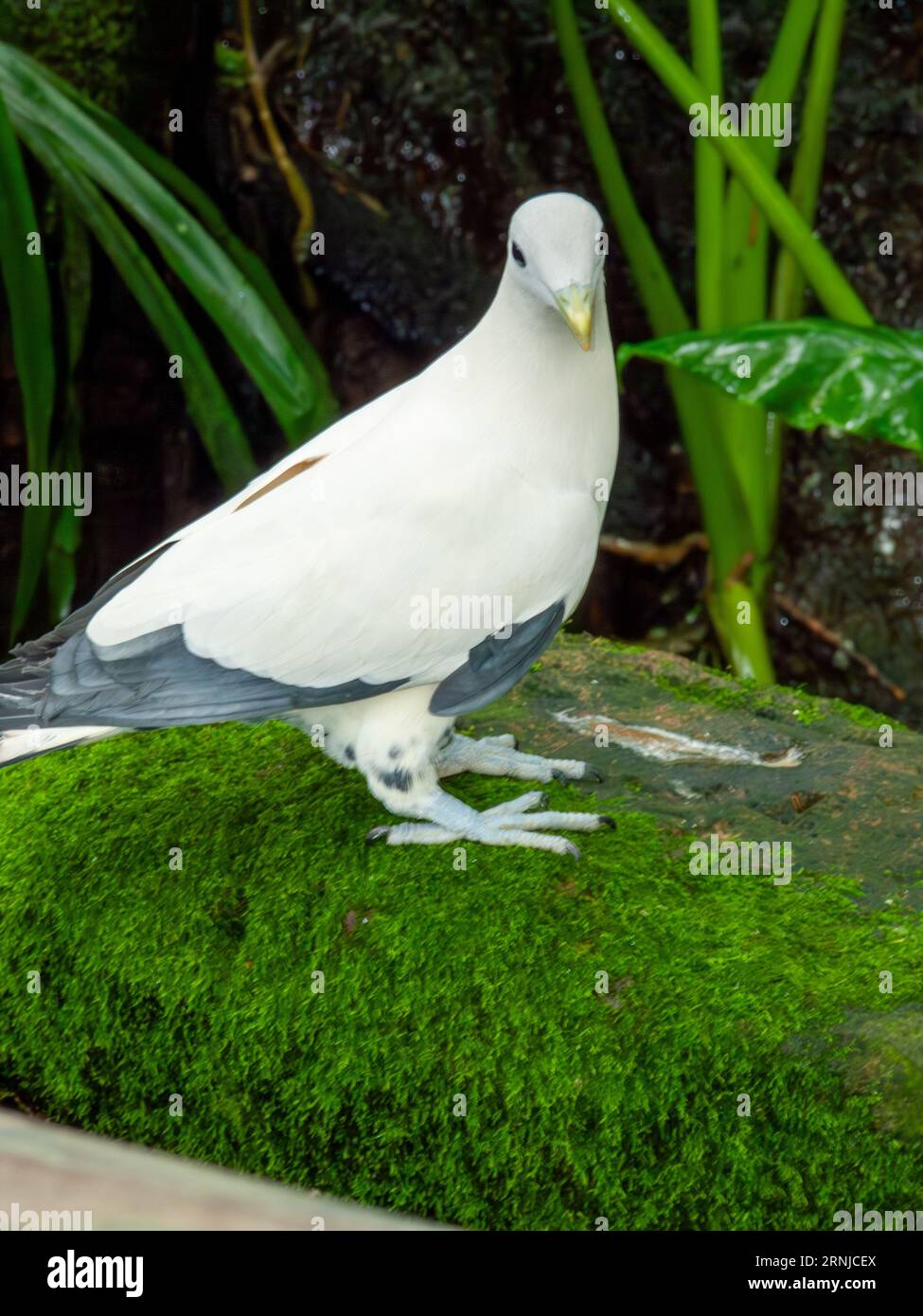 Torresian Imperial Pigeon, Ducula spilorrhoa, Muskattaube, Weiße Muskattaube, australische Rattentaube oder Torres Strait Pigeon, gefangen genommen. Stockfoto