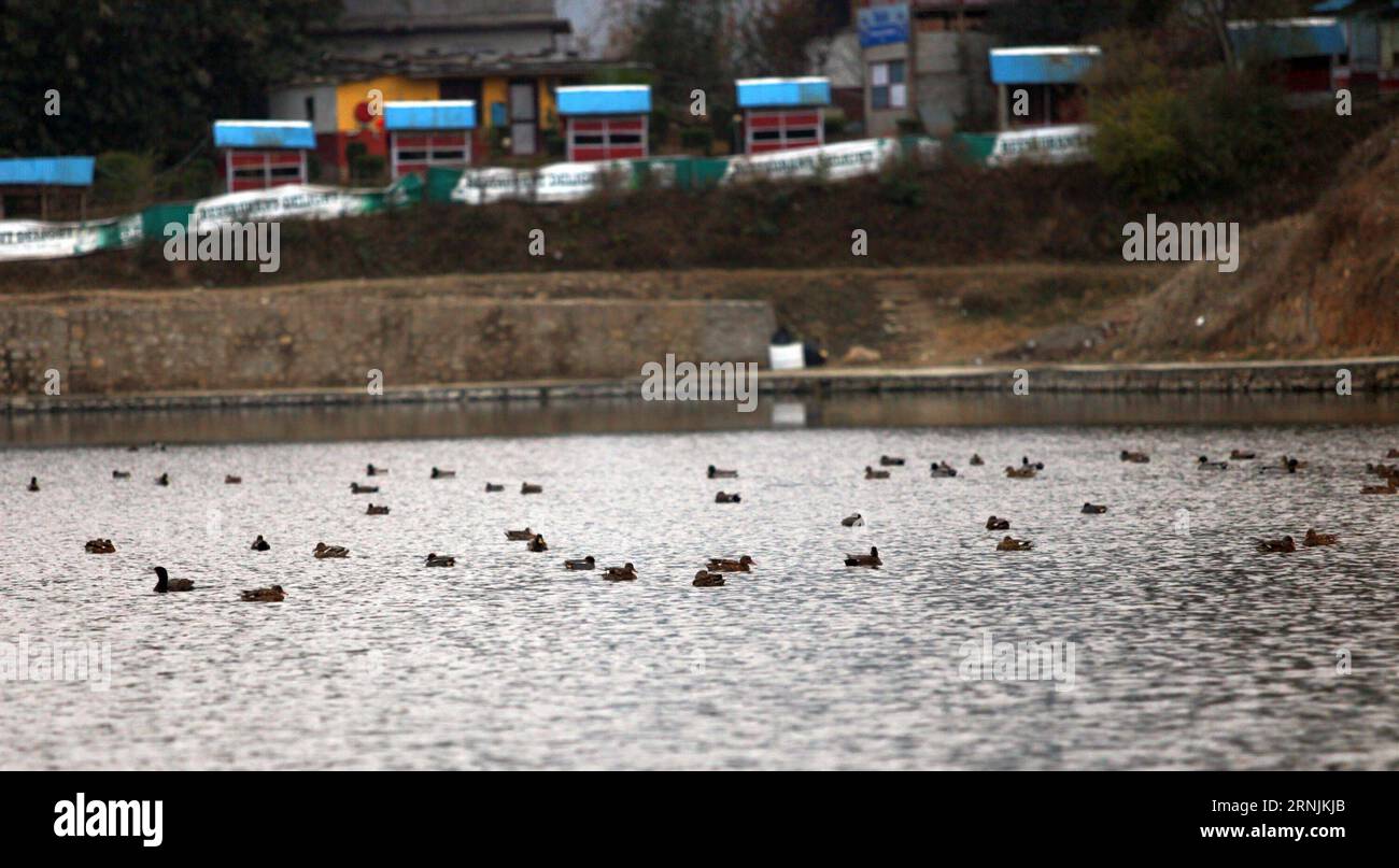 (170202) -- KATHMANDU, 2. Februar 2017 -- Enten schwimmen am Taudaha-See in Kirtipur am Stadtrand von Kathmandu, Nepal, 2. Februar 2017, dem Weltwetlandtag. Der World Wetland Day wird jedes Jahr mit verschiedenen Themen gefeiert, um das Bewusstsein für die Bedeutung der Pflege der Feuchtgebiete zu wecken. ) (cl) NEPAL-KATHMANDU-WORLD WETLAND DAY SunilxSharma PUBLICATIONxNOTxINxCHN Kathmandu 2. Februar 2017 Enten schwimmen AM Taudaha Lake in Kirtipur am Rande von Kathmandu Nepal 2. Februar 2017, dem Weltwetland Day, WIRD jedes Jahr mit verschiedenen Themen gefeiert, um Bewusstsein für das Impo zu schaffen Stockfoto