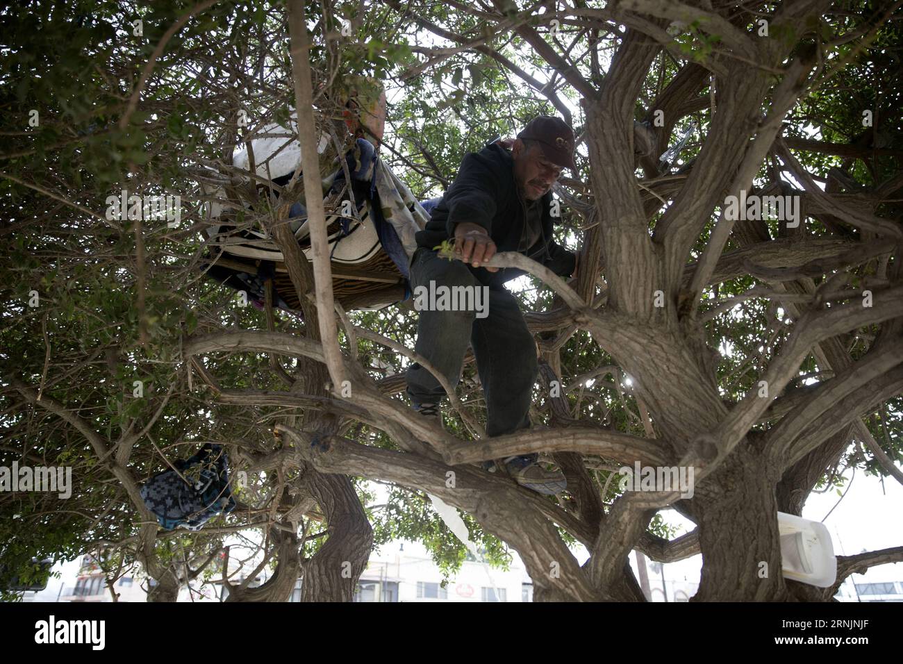 TIJUANA, Ein Migrant, steht auf einem Baum, den er benutzt, um zu schlafen, während er am 6. Februar 2017 in der Innenstadt von Tijuana, Mexiko, auf die Grenze wartet. US-Präsident Donald Trump unterzeichnete am 25. Januar zwei Executive Orders, um das Department of Homeland Security mit der Planung, dem Entwurf und dem Bau einer physischen Barriere entlang der Grenze zwischen den USA und Mexiko zu beauftragen, undokumentierte Einwanderer zu identifizieren und diejenigen zu entfernen, die über Vorstrafen verfügen. David de la Paz) (rtg) (ce) (lrz) MEXIKO-TIJUANA-U.S.-POLITICS-MIGRATION e DavidxdexlaxPaz PUBLICATIONxNOTxINxCHN Tijuana ein Immigrant steht AUF einem Baum Thatcher, den er für SLE verwendet Stockfoto