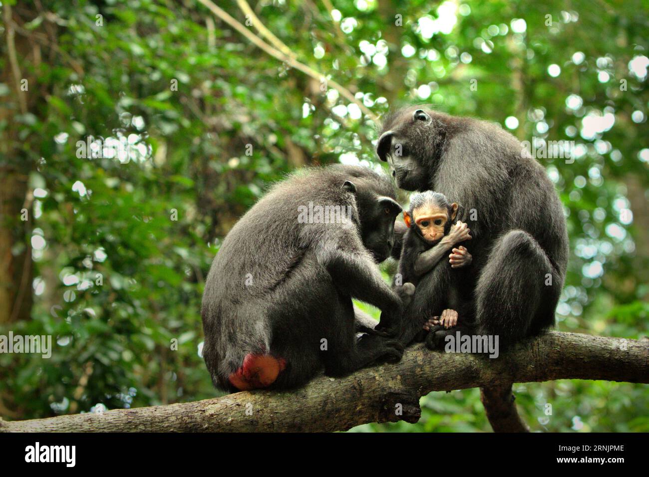 Celebes Crested Macaque (Macaca nigra)-Weibchen kümmern sich um einen Nachwuchs, da sie eine soziale Aktivität im Tangkoko-Wald in Nord-Sulawesi, Indonesien, ausüben. Klimawandel und Krankheiten stellen eine neue Bedrohung für Primaten dar, während Makaken mit Hauben zu den 10 % der Primatenarten gehören, die besonders anfällig für Dürren sind. Ein kürzlich erschienener Bericht zeigte, dass die Temperatur im Tangkoko-Wald tatsächlich steigt und der Fruchtbestand insgesamt zurückgeht. Macaca nigra gilt als eine Schlüsselart in ihrem Lebensraum, eine wichtige "Dachart" für den Erhalt der biologischen Vielfalt. Stockfoto