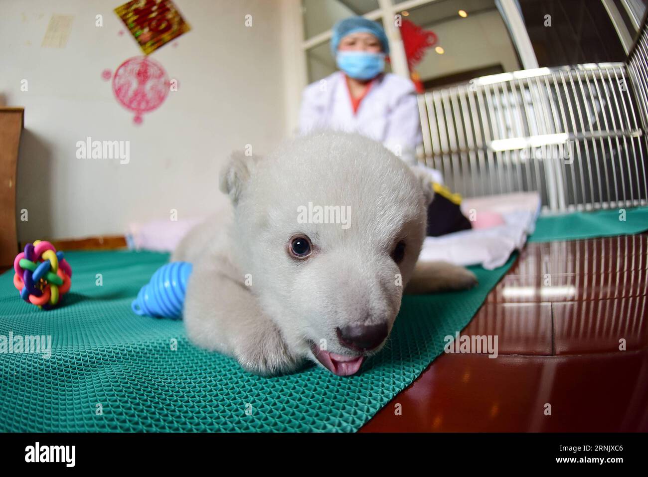 (170218) -- YANTAI, 18. Februar 2017 -- Polar Bär Junges Yilina spielt im Ocean Aquarium von Penglai in der ostchinesischen Provinz Shandong, 18. Februar 2017. Yilina, eine Eisbärin, die am 19. Dezember 2016 im Aquarium geboren wurde, ist auf 50 cm Länge und 5 kg Gewicht gewachsen. ) (Zkr) CHINA-SHANDONG-POLAR BÄR CUB(CN) ChuxYang PUBLICATIONxNOTxINxCHN Yantai 18. Februar 2017 POLAR Bär CUB SPIELT im Ocean Aquarium von Penglai in Ostchina S Shan Dong Provinz 18. Februar 2017 eine weibliche Polar Bär geboren im Aquarium in DEC 19 2016 ist auf 50 cm Länge und gewachsen 5 KG Gewicht CCR China Shan Dong Polar Bär JUNGES Stockfoto