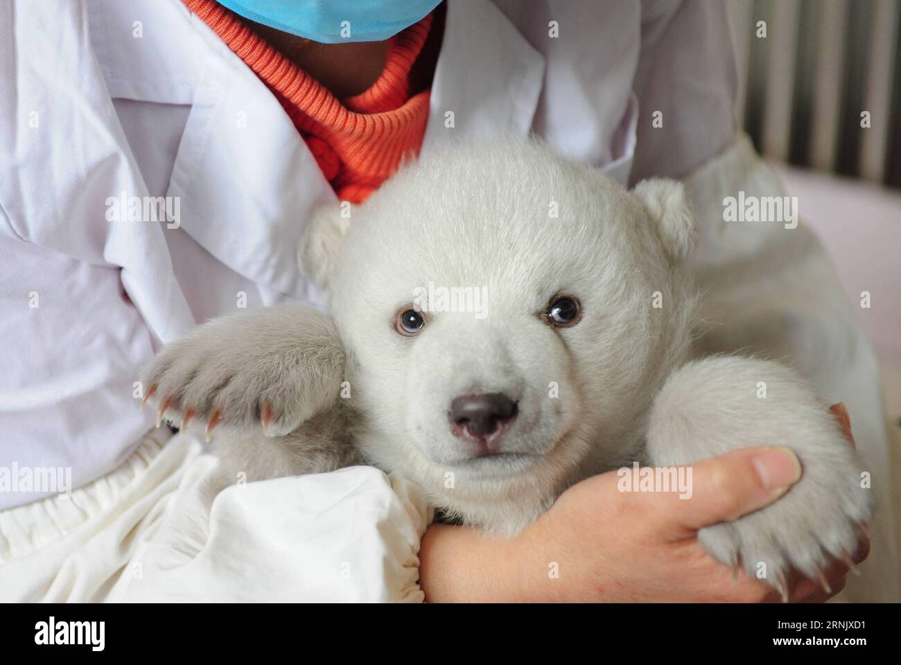 (170218) -- YANTAI, 18. Februar 2017 -- Polar Bär Junges Yilina spielt im Ocean Aquarium von Penglai in der ostchinesischen Provinz Shandong, 18. Februar 2017. Yilina, eine Eisbärin, die am 19. Dezember 2016 im Aquarium geboren wurde, ist auf 50 cm Länge und 5 kg Gewicht gewachsen. ) (Zkr) CHINA-SHANDONG-POLAR BÄR CUB(CN) ChuxYang PUBLICATIONxNOTxINxCHN Yantai 18. Februar 2017 POLAR Bär CUB SPIELT im Ocean Aquarium von Penglai in Ostchina S Shan Dong Provinz 18. Februar 2017 eine weibliche Polar Bär geboren im Aquarium in DEC 19 2016 ist auf 50 cm Länge und gewachsen 5 KG Gewicht CCR China Shan Dong Polar Bär JUNGES C Stockfoto