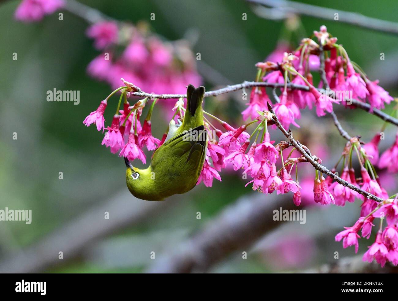 (170226) -- FUZHOU, 26. Februar 2017 -- Ein weißes Auge sammelt Nektar von einer Blume im Fuzhou National Forestry Park in Fuzhou City, südöstliche chinesische Provinz Fujian, 26. Februar 2017. ) (wsw) CHINA-FUZHOU-BIRD (CN) MeixYongcun PUBLICATIONxNOTxINxCHN Fuzhou Feb 26 2017 ein Weißauge sammelt Nektar von einer Blume IM Fuzhou National Forestry Park in Fuzhou City Südost China S Fujian Province Feb 26 2017 wsw China Fuzhou Bird CN PUBLICATIONxNOTxINxCHN Stockfoto