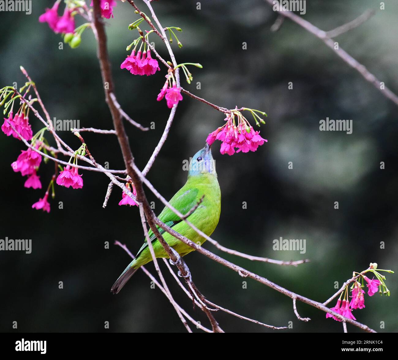 (170226) -- FUZHOU, 26. Februar 2017 -- Ein Vogel sammelt Nektar aus einer Blume im Fuzhou National Forestry Park in Fuzhou City, südöstliche chinesische Provinz Fujian, 26. Februar 2017. ) (wsw) CHINA-FUZHOU-BIRD (CN) MeixYongcun PUBLICATIONxNOTxINxCHN Fuzhou Feb 26 2017 A Bird Collect Nectar from a Flower AT Fuzhou National Forestry Park in Fuzhou City South East China S Fujian Province Feb 26 2017 wsw China Fuzhou Bird CN PUBLICATIONxNOTxINxCHN Stockfoto