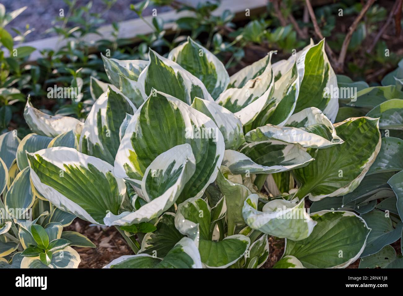 „Patriot“-Plantagenlilie, Blomsterfunkia (Hosta fortunei) Stockfoto