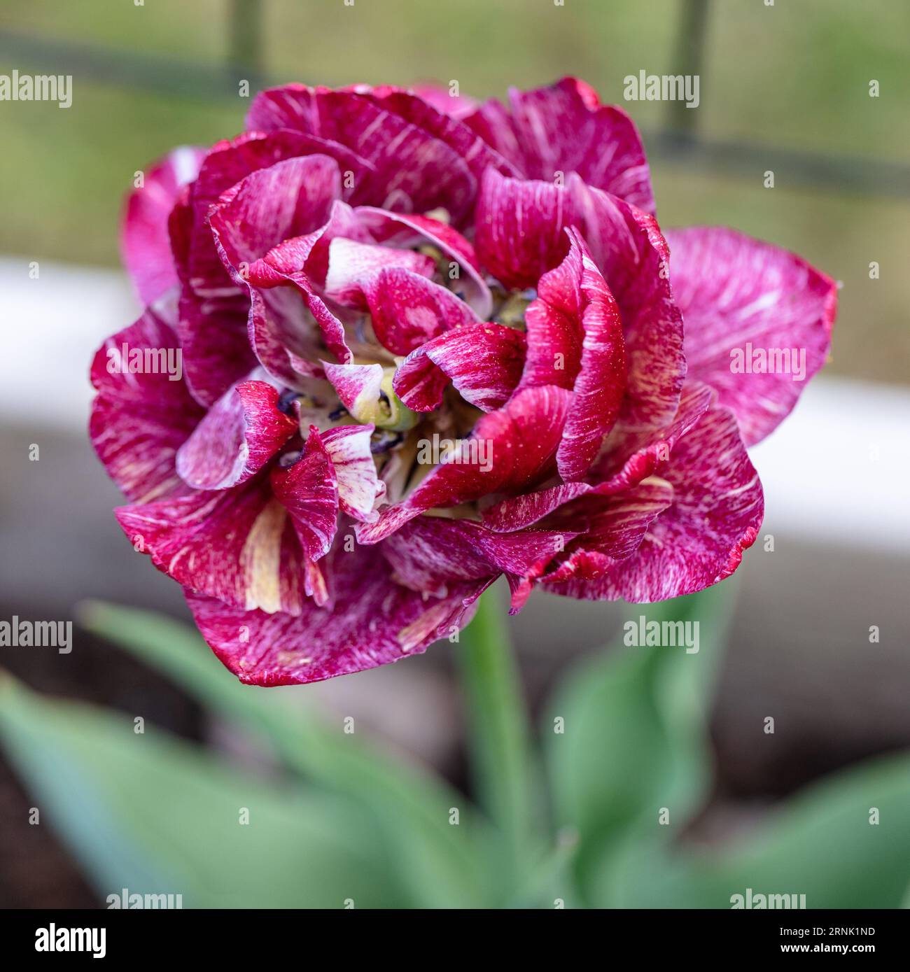 „Nachtwacht, Nachtwache“ Doppel frühe Tulpe, Tidig fylld Tulpan (Tulipa gesneriana) Stockfoto