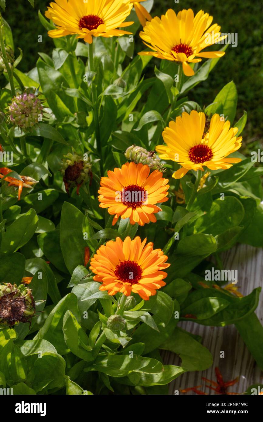 Pot marigold, Ringblomma (Calendula officinalis) Stockfoto