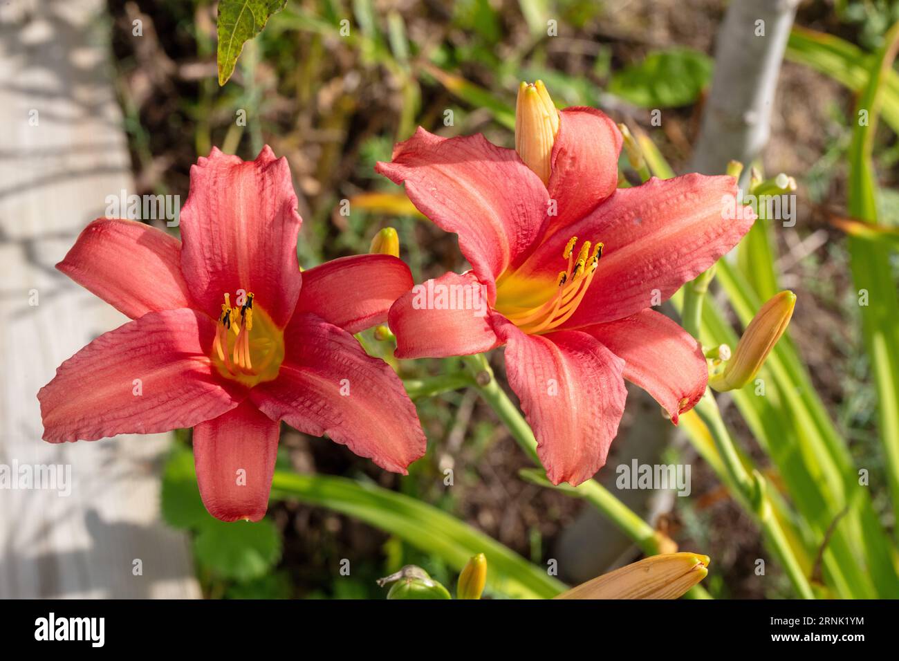'Pink Damask' Daylily, Daglilja (Hemerocallis) Stockfoto