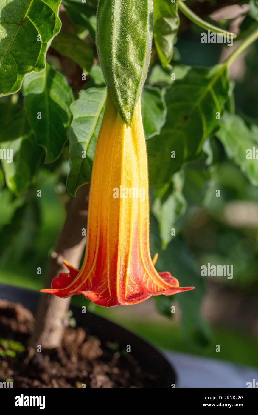 Blut - der rote Engel Trompete, Röd änglatrumpet (Brugmansia Sanguinea) Stockfoto