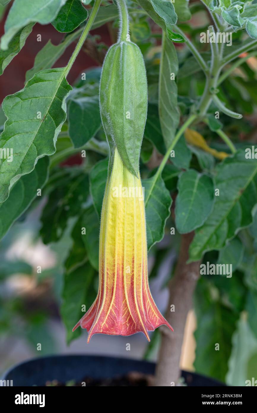 Blut - der rote Engel Trompete, Röd änglatrumpet (Brugmansia Sanguinea) Stockfoto